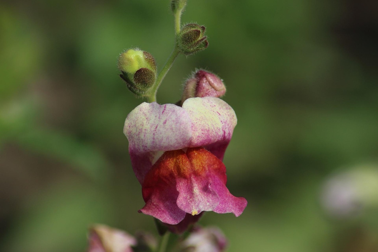 非誠勿擾最新資訊深度解析,情感、節(jié)目動(dòng)態(tài)一網(wǎng)打盡!