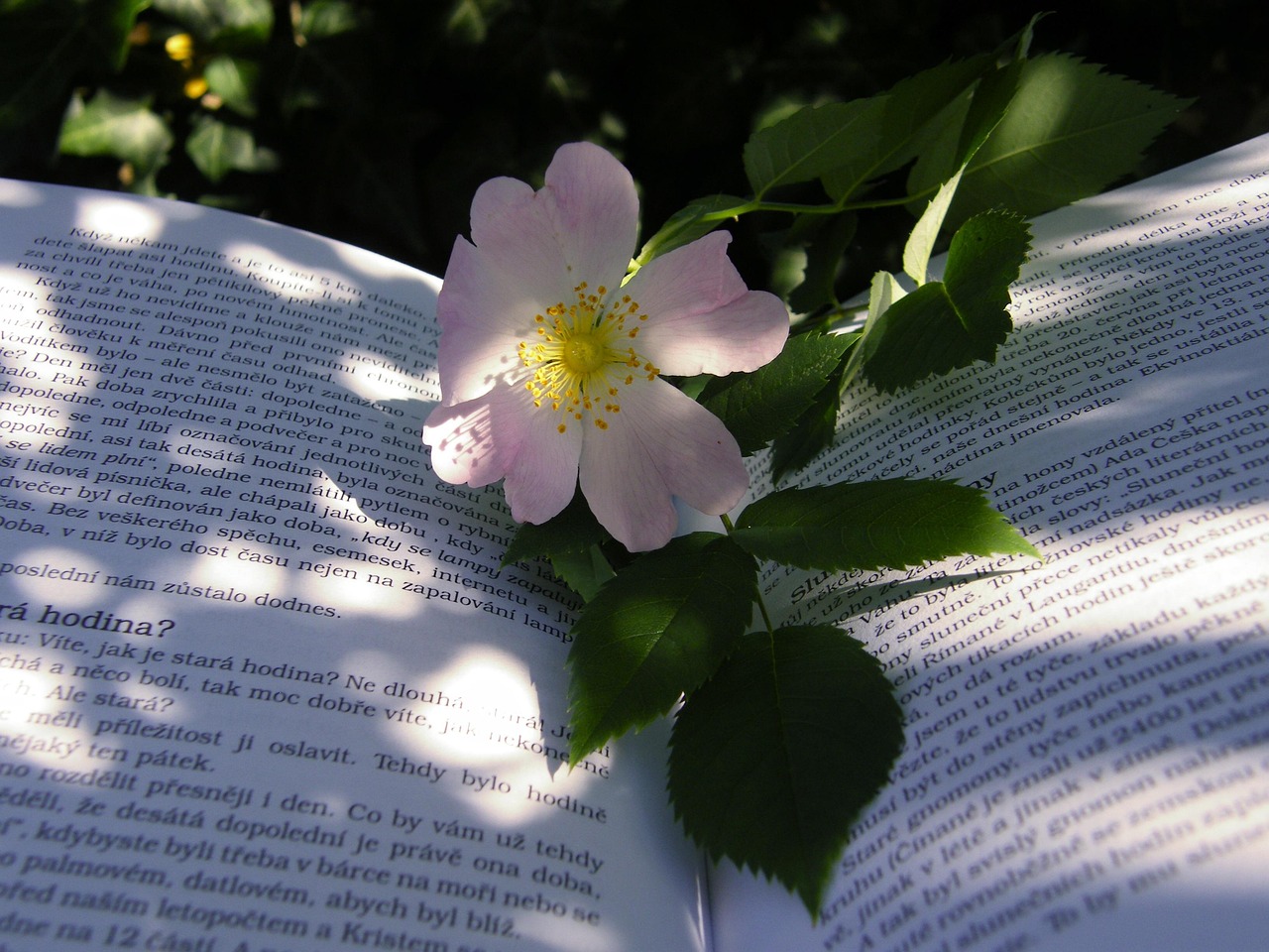 電影蜜桃成熟時(shí)在線觀看，青春成長之甜蜜果實(shí)探索