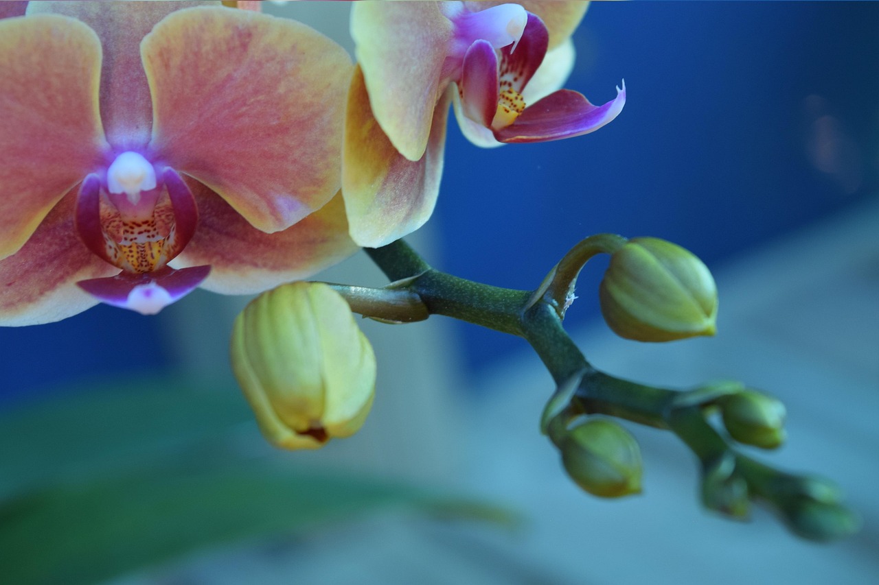 今日鬼蘭花價格走勢及影響因素深度解析