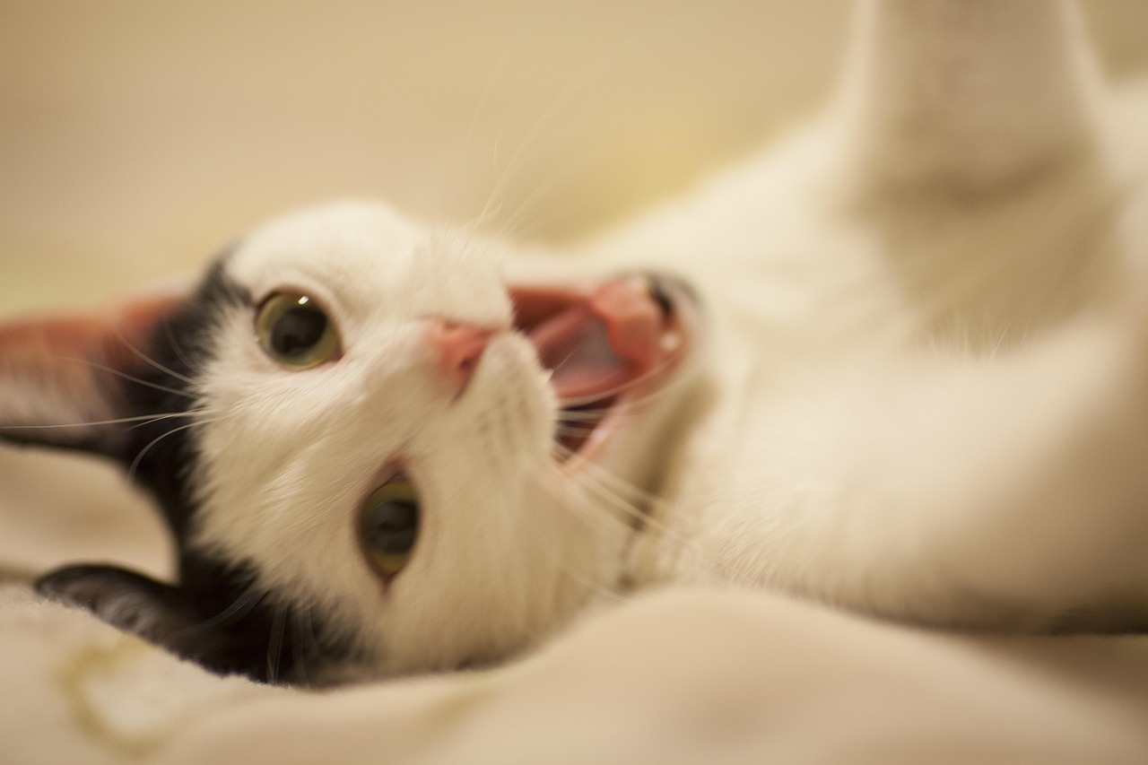 情侶頭像動(dòng)漫貓,流行文化與愛情甜蜜的象征