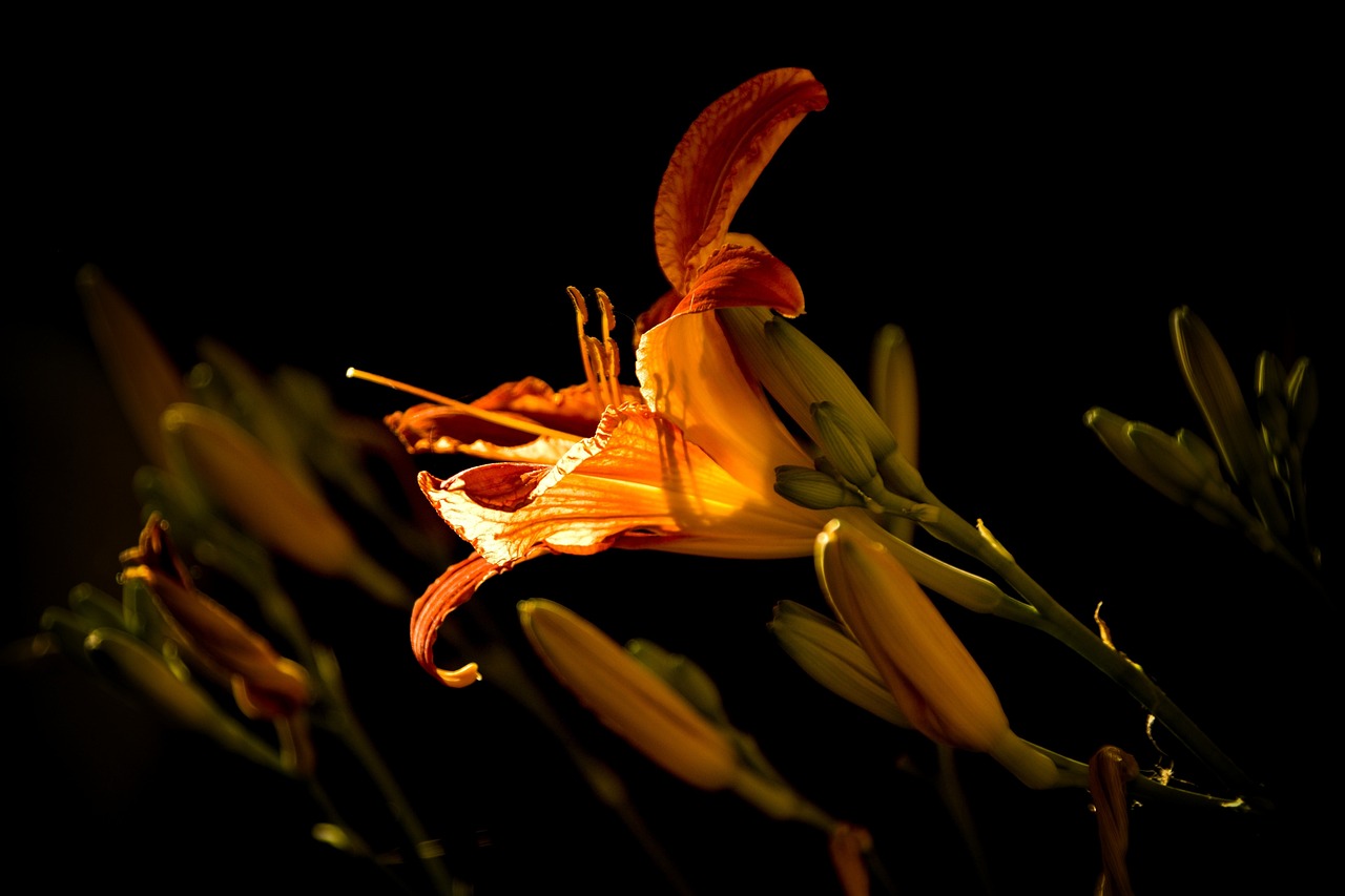 今日國產(chǎn)動漫,璀璨之花的綻放