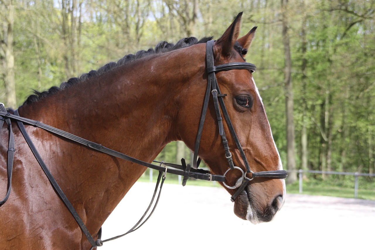 今日焦點(diǎn),殘疾人自行車比賽盛況
