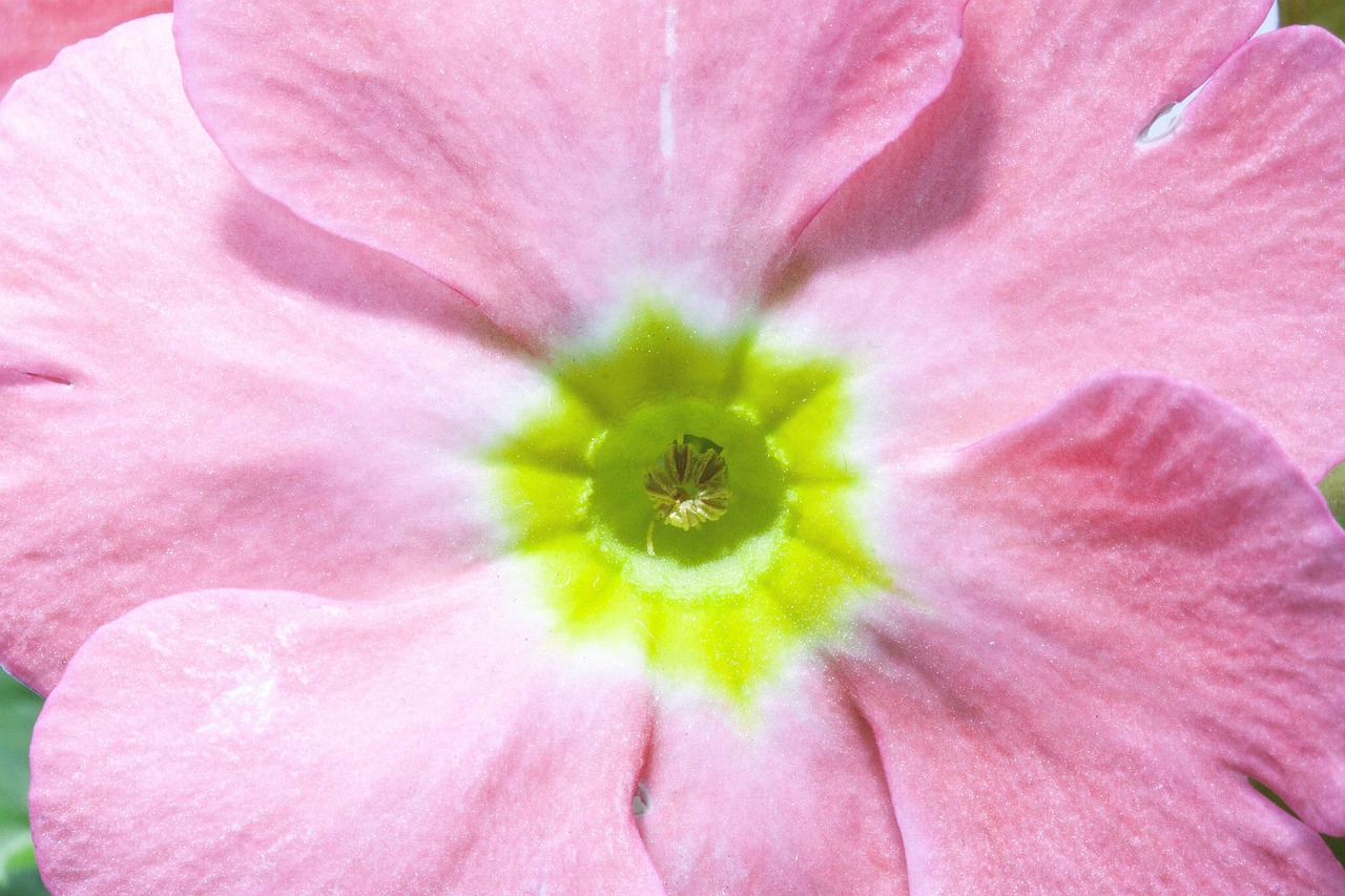 四月玫瑰與明星的美麗邂逅