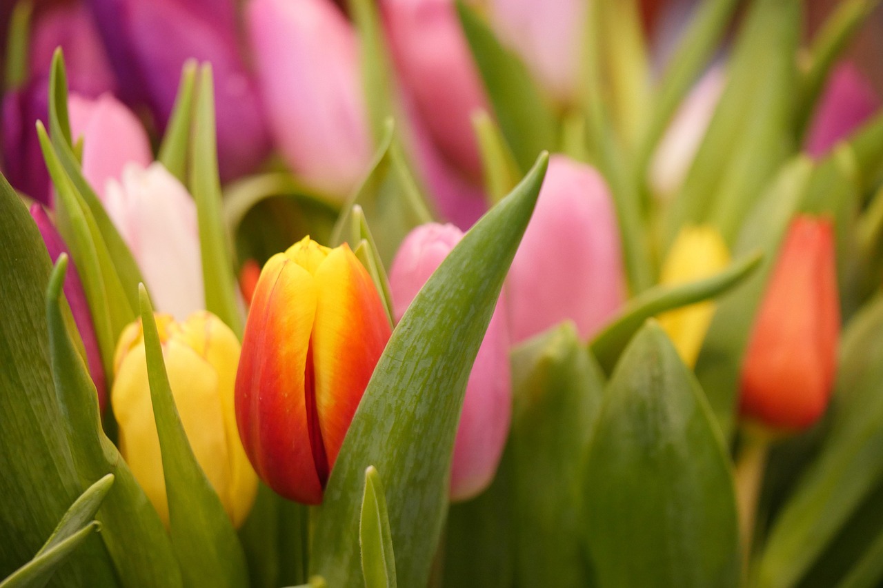 四月花的圖片與動漫,綻放的美麗與藝術融合的魅力