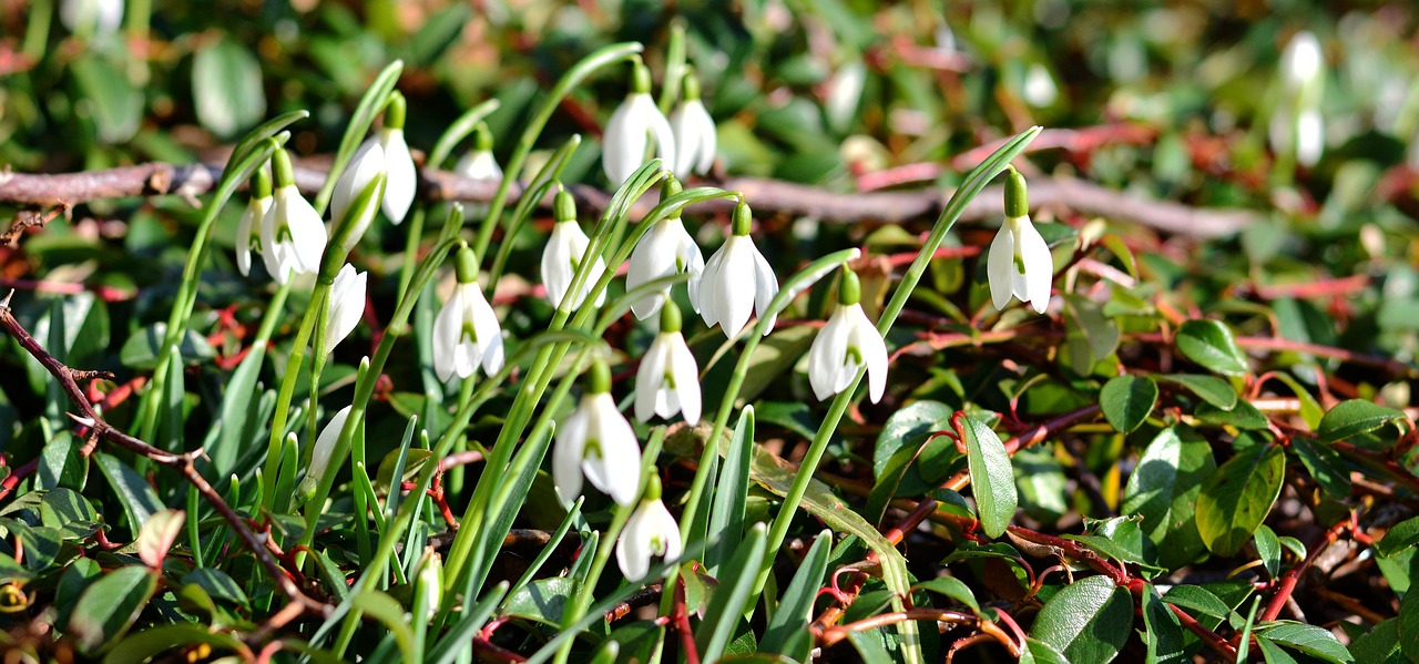 四月金松比賽,自然與競技的華麗交匯