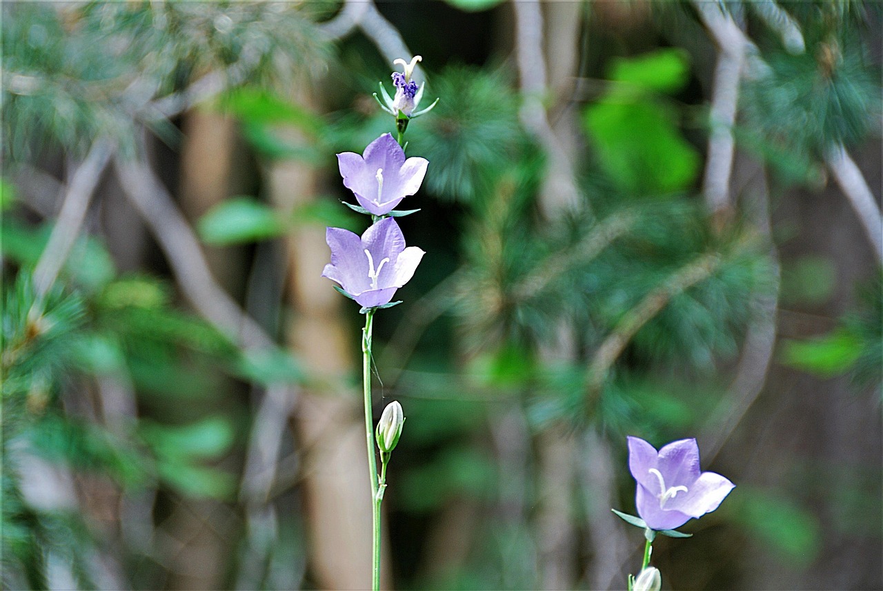 四月份毫州麥冬行情深度分析