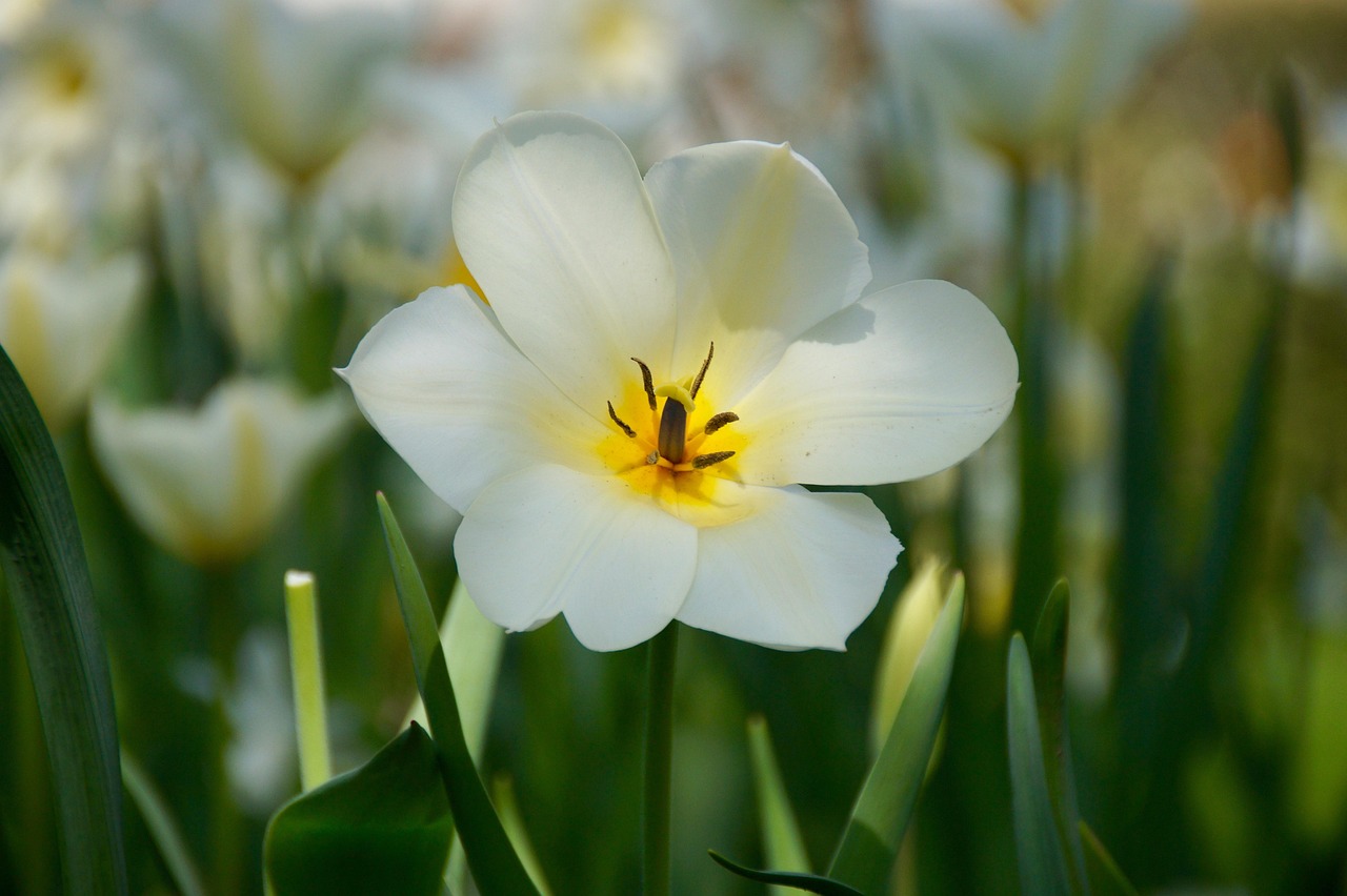 四月份毫州麥冬行情深度分析
