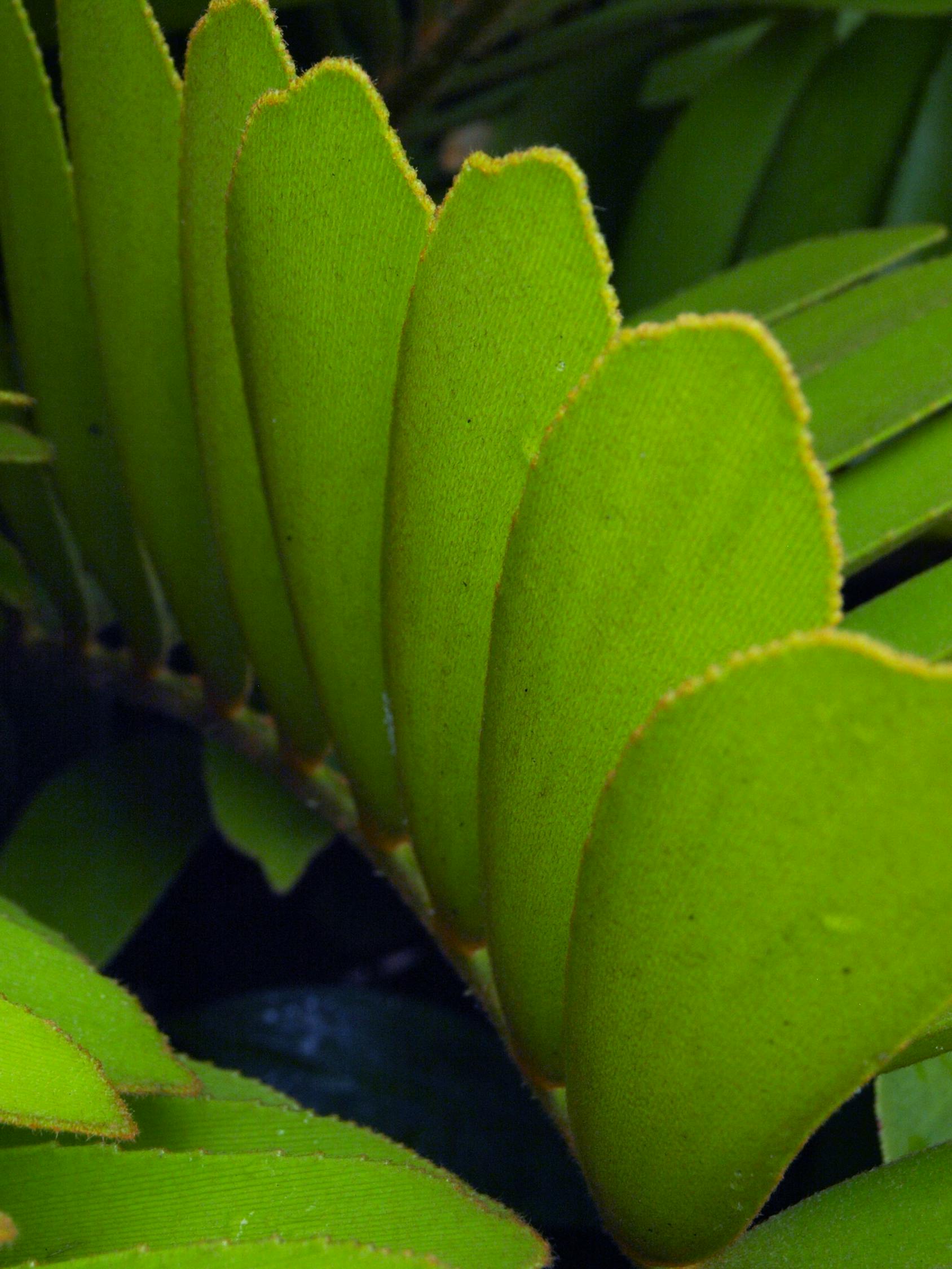 探索自然之美與生態和諧,最新群竹雞視頻欣賞