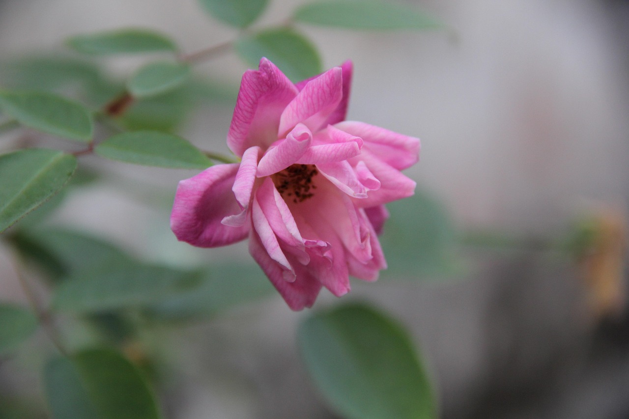 探尋春意盎然中的吉林四月新動(dòng)態(tài)與發(fā)展脈絡(luò)