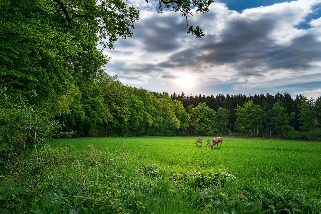 最新4月LCO監(jiān)管動(dòng)態(tài)深度解析報(bào)告