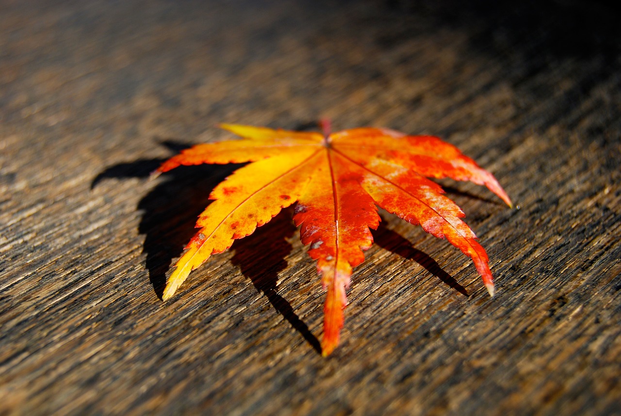 四月份豬肉價(jià)格走勢(shì)深度解析,市場(chǎng)動(dòng)態(tài)與影響因素分析