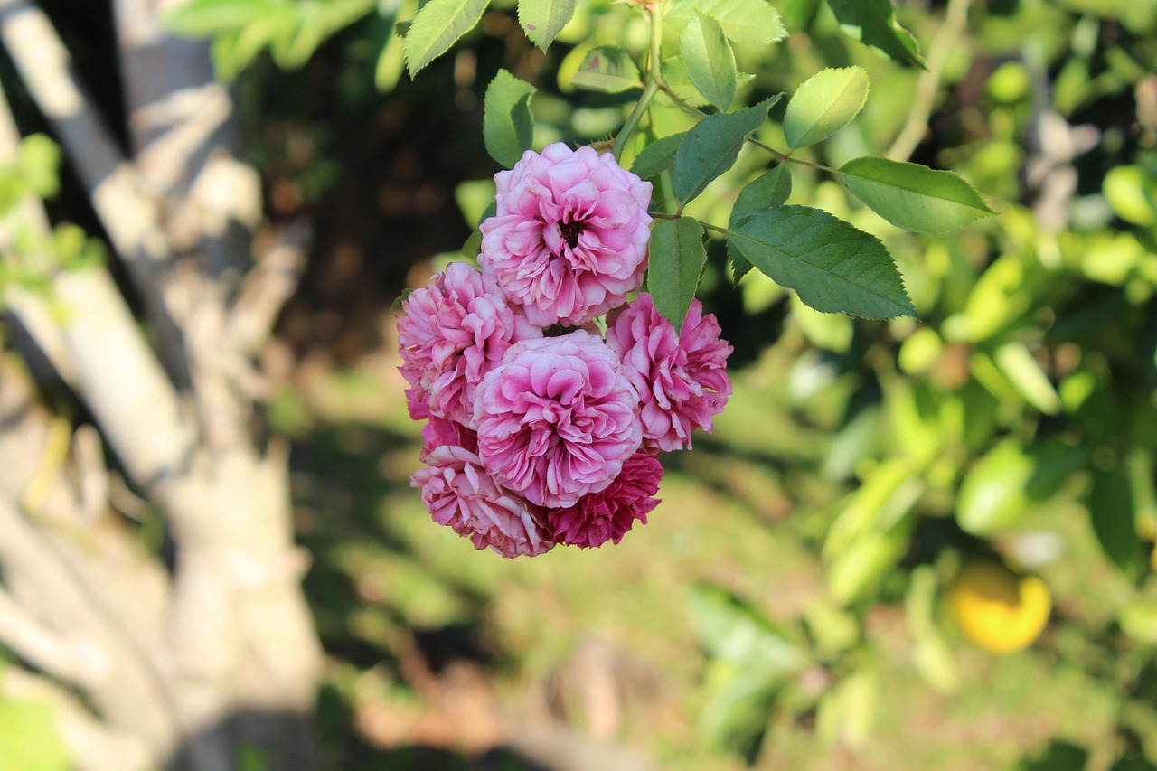 北京四月份疫情最新動態(tài),防控進展與挑戰(zhàn)報告