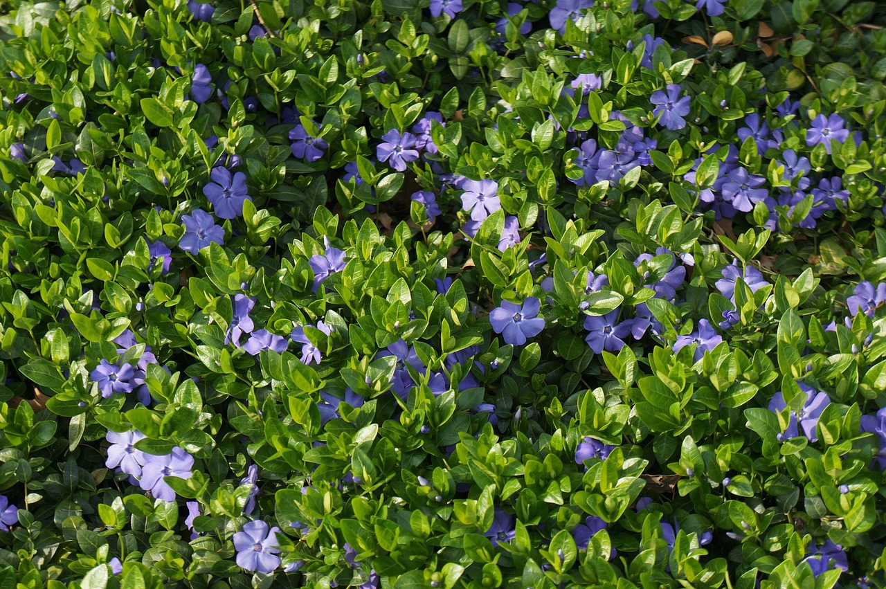 四月份烏桕樹苗價格探討及分析