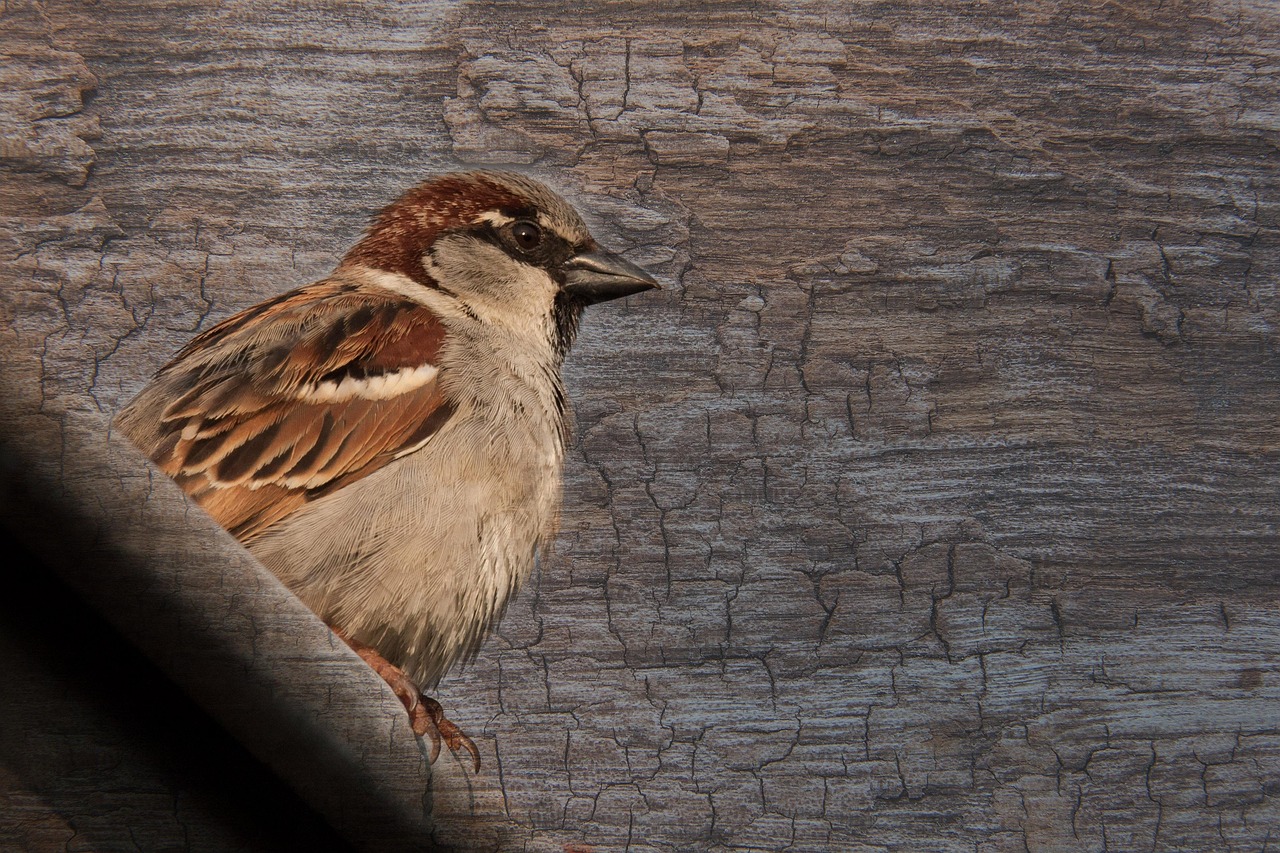 世衛大會聚焦全球衛生治理的新進展與挑戰,最新動態揭示全球衛生治理挑戰與機遇