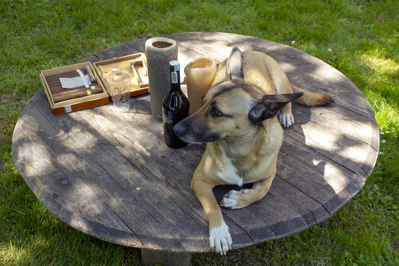 五月狗狗盛宴,一場別開生面的比賽狂歡