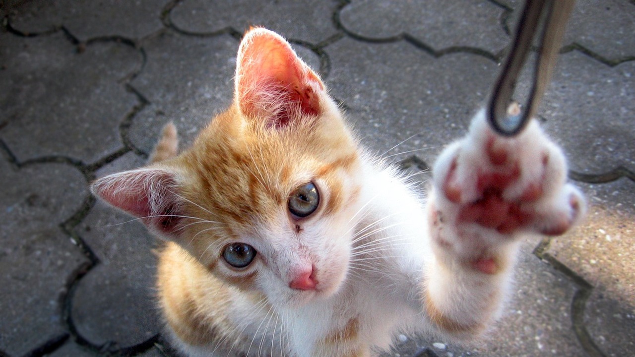 仙桃明珠新城五月動態(tài)更新,新篇章開啟