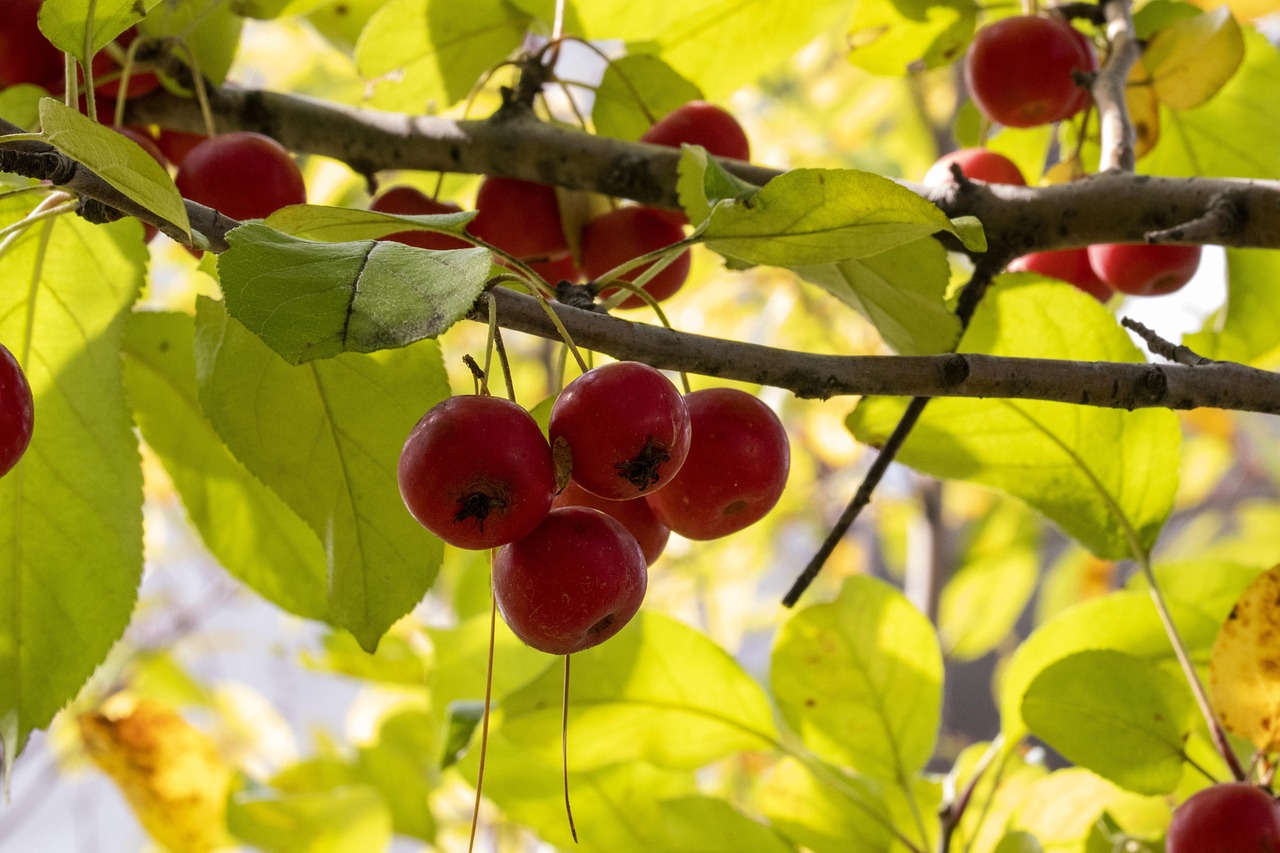 五月西安最新疫情動(dòng)態(tài)概覽