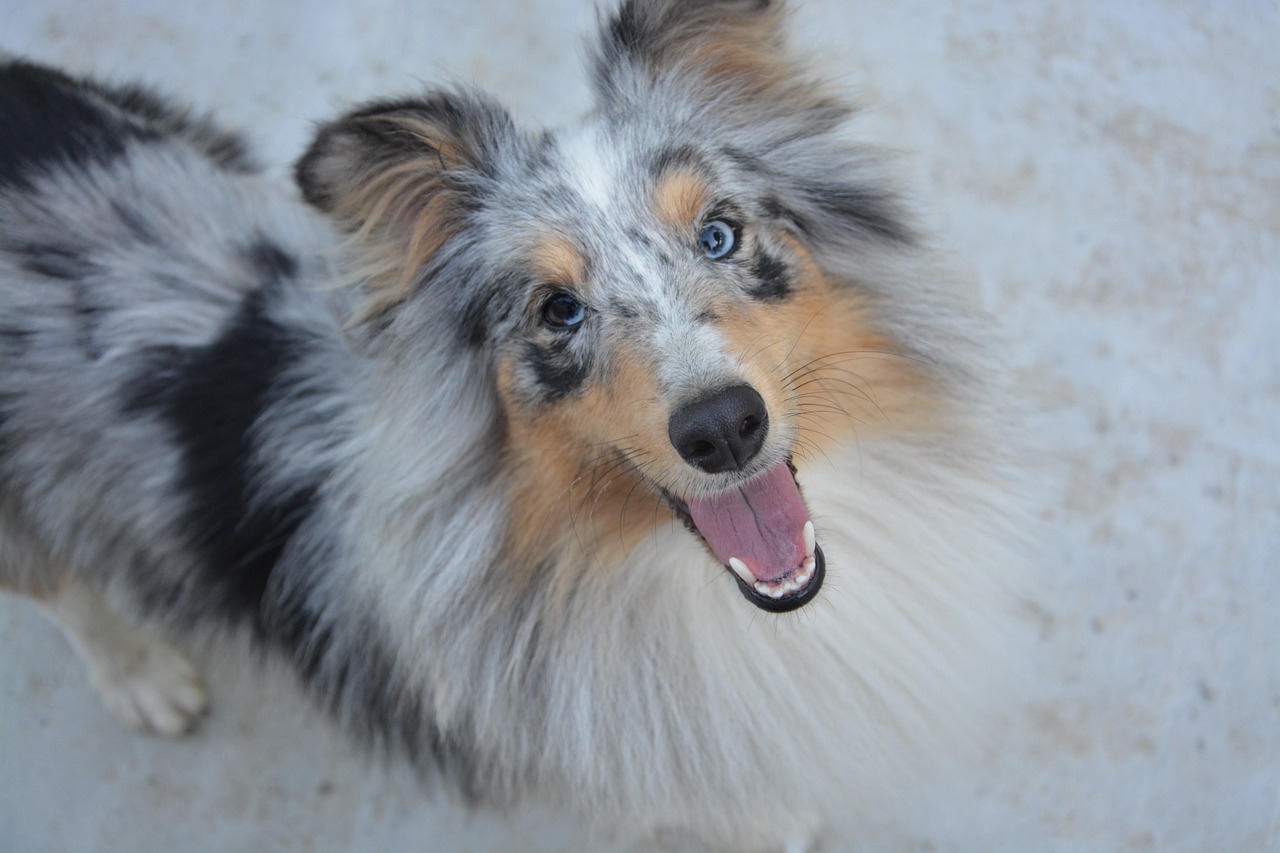 五月動(dòng)漫小奶狗,青春萌動(dòng)與無限可能