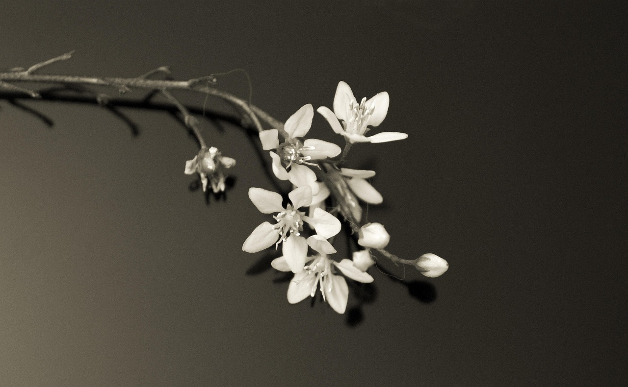 五月最新白銀價格動態分析與預測,白銀市場走勢展望