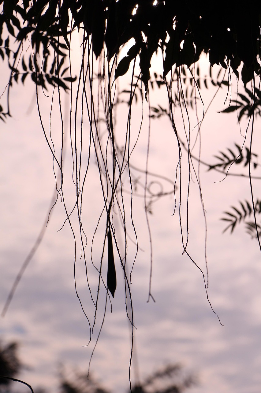 五月安仁在線資訊速遞,科技、經濟、社會與環境多維度發展動態