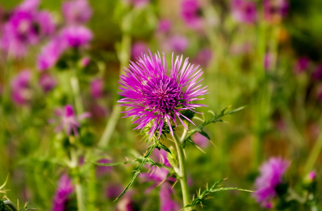 五月花錦良緣,最新更新與美好緣分交織的季節