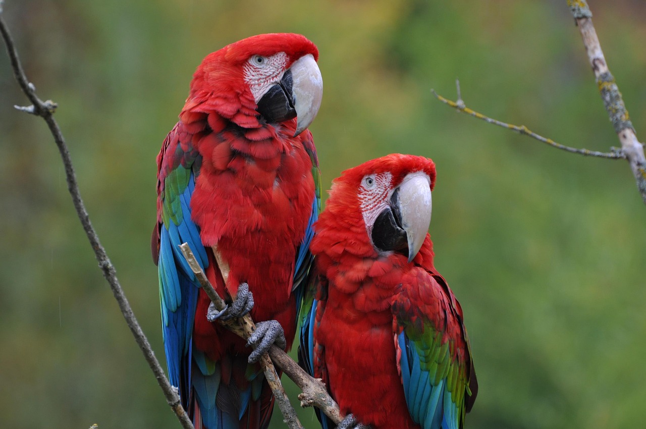 五月虎皮鸚鵡市場行情分析