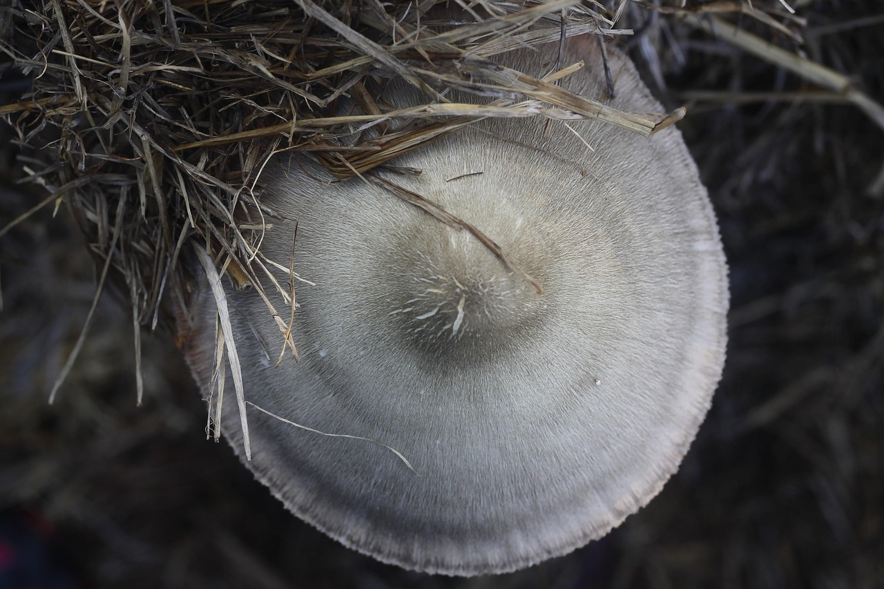 五月煙臺雞蛋價格行情揭秘