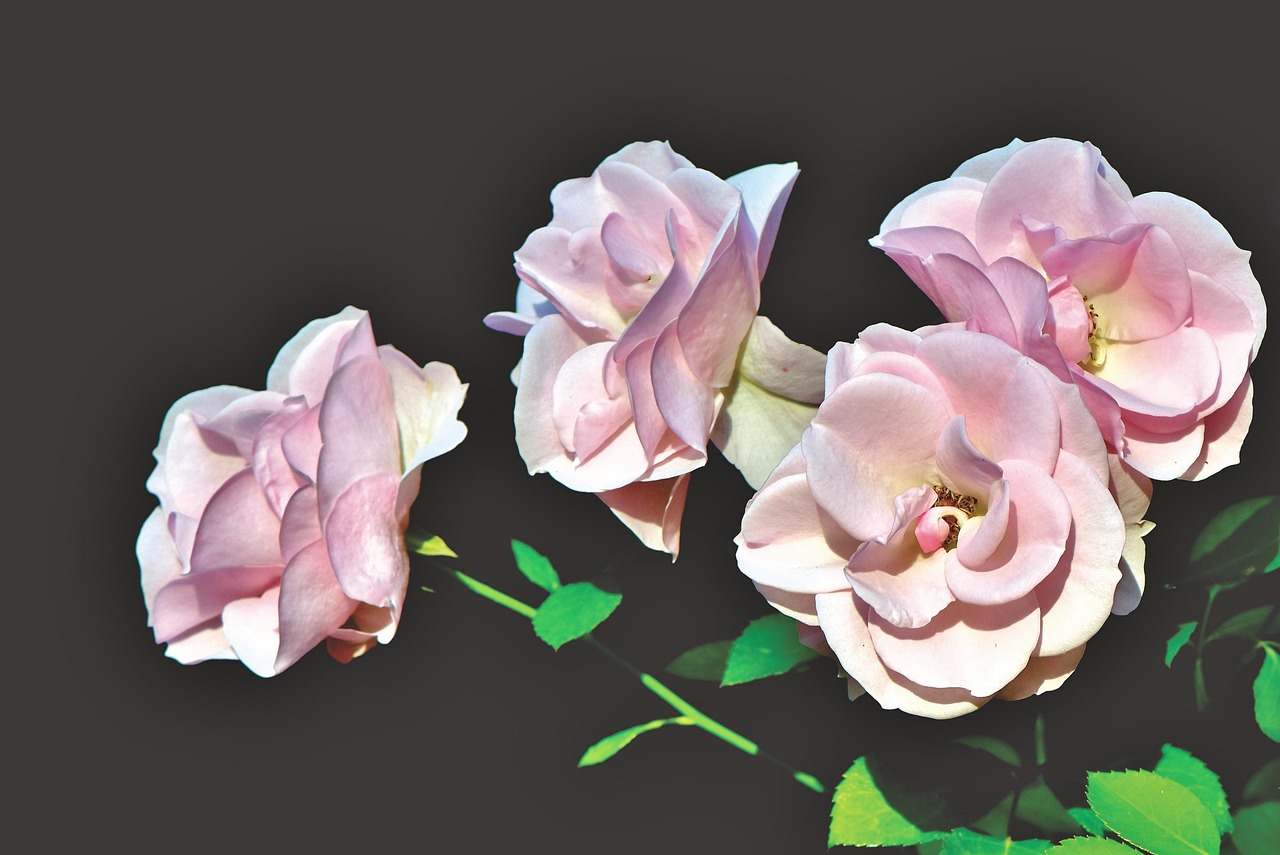 五月情侶接吻動漫頭像,甜蜜瞬間的愛戀