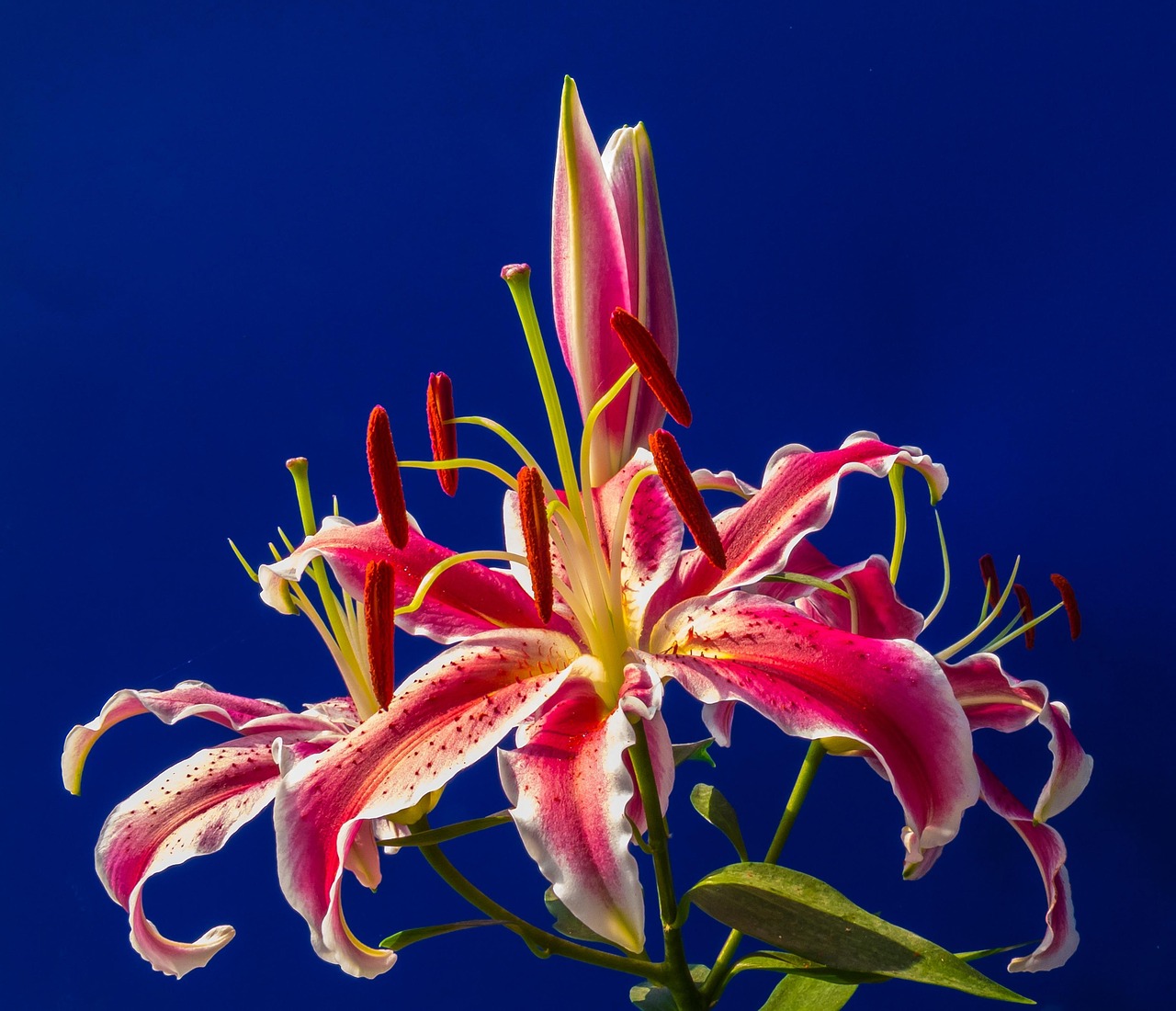 五月百合網,資本市場的綻放之花,是否為上市公司?