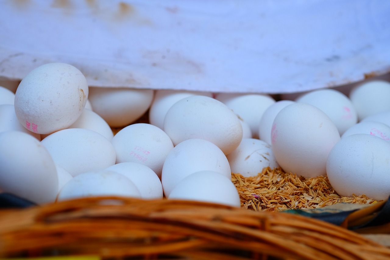 五月玉米價格動態(tài)更新與走勢分析,最新玉米價格及市場趨勢報告