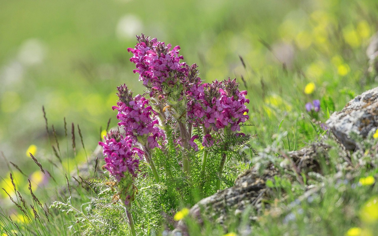 五月浪漫邂逅,林深見鹿免費觀看的美好時光
