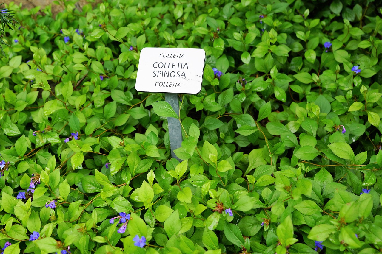 五月高郵城市動態、科技與產業進展及文化活動最新資訊