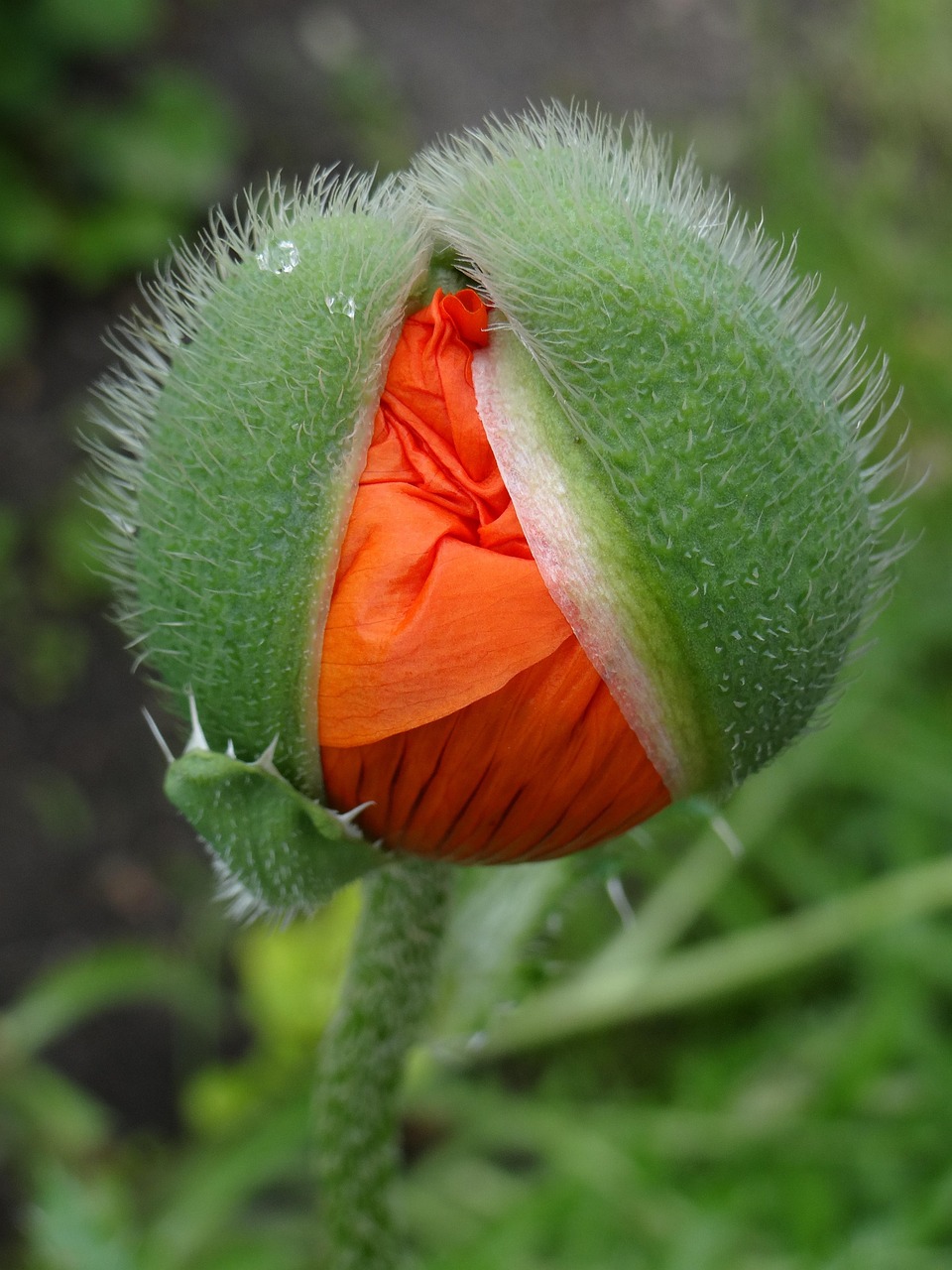 五月友誼之花綻放的最新動態揭秘