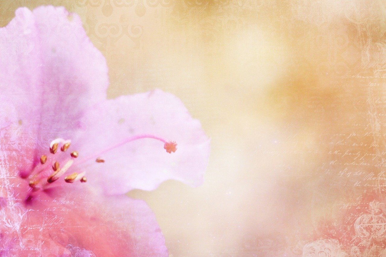 五月友誼之花綻放的最新動態揭秘