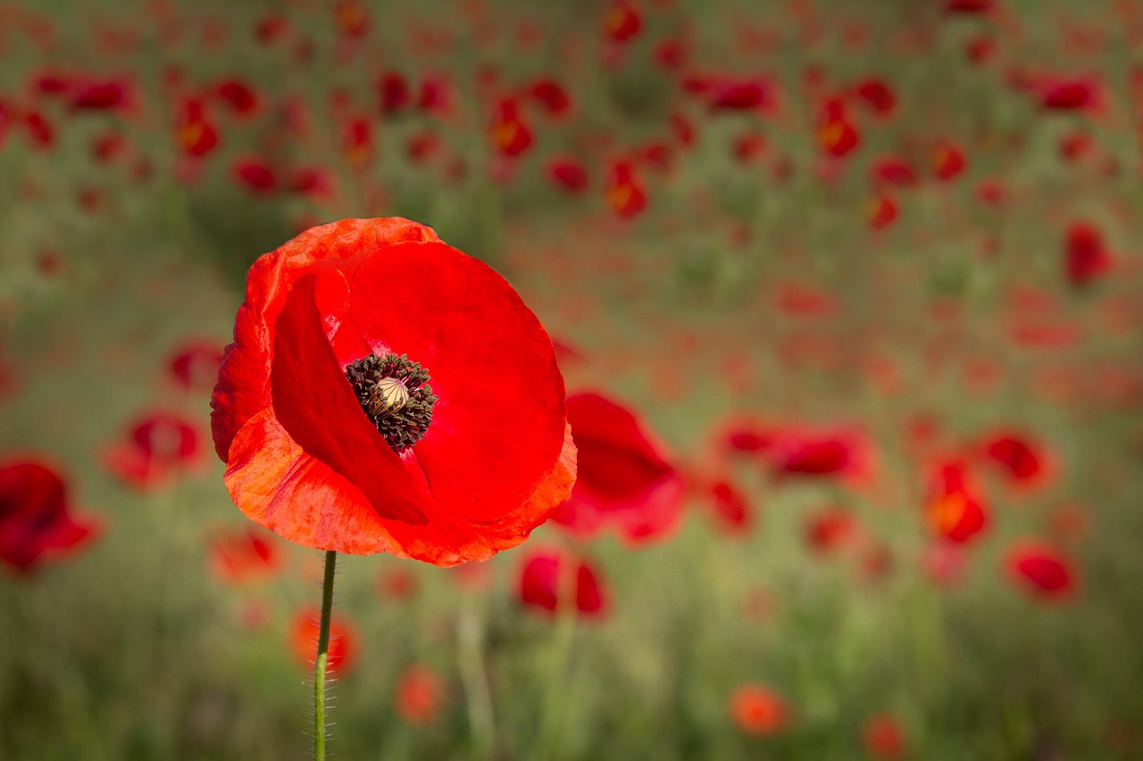 五月電影啟示錄,生命意義與感悟的探尋之路