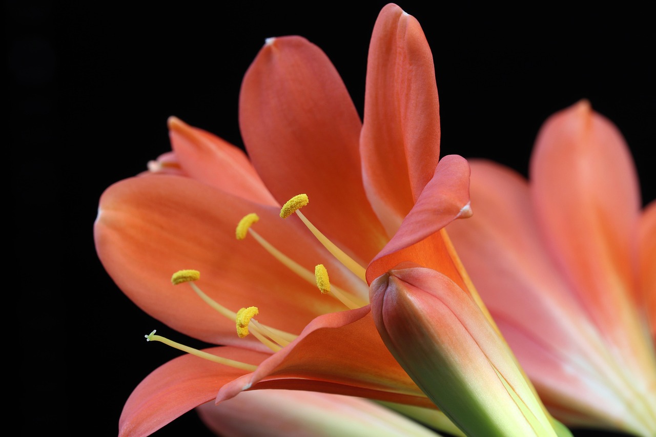 李佳航李晟五月星光璀璨,愛情事業雙豐收最新動態