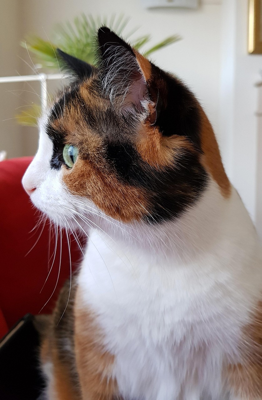 五月七七家D貓貓的最新創(chuàng)作,人與貓的溫馨故事