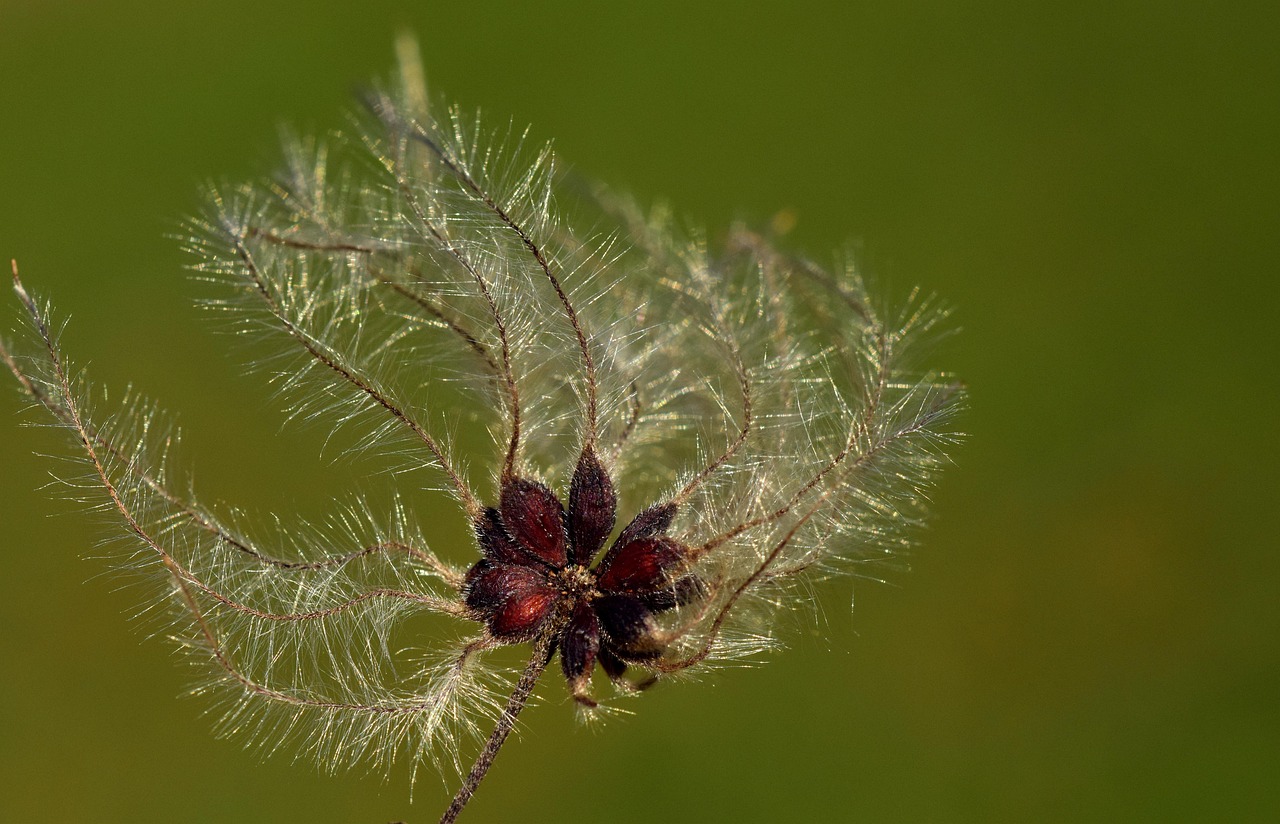 五月新發現,最新鱔魚品種探索