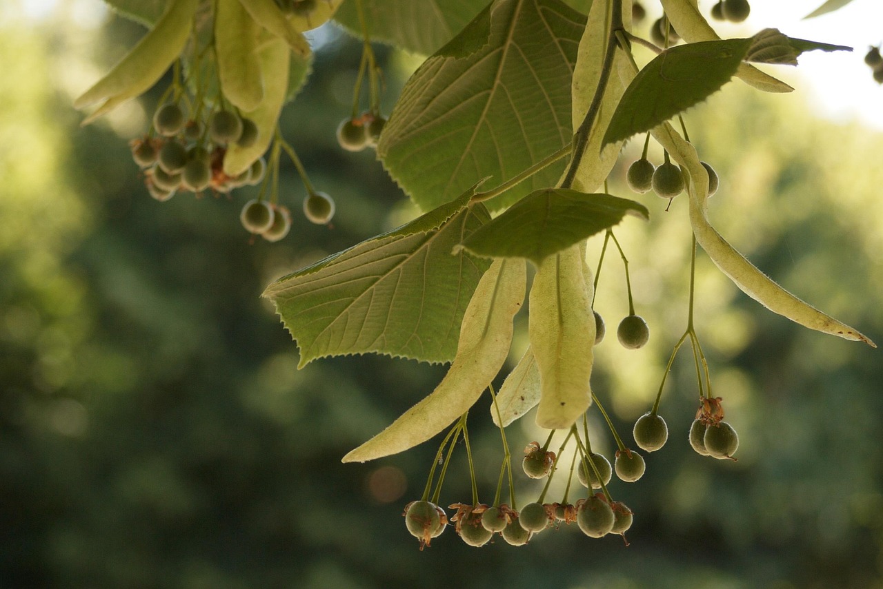 五月茶香,綠茶上市的季節(jié)來臨