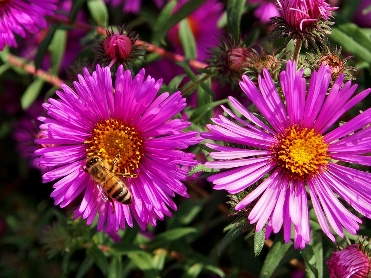 五月名花坊資訊,繁花似錦的季節,領略花的魅力