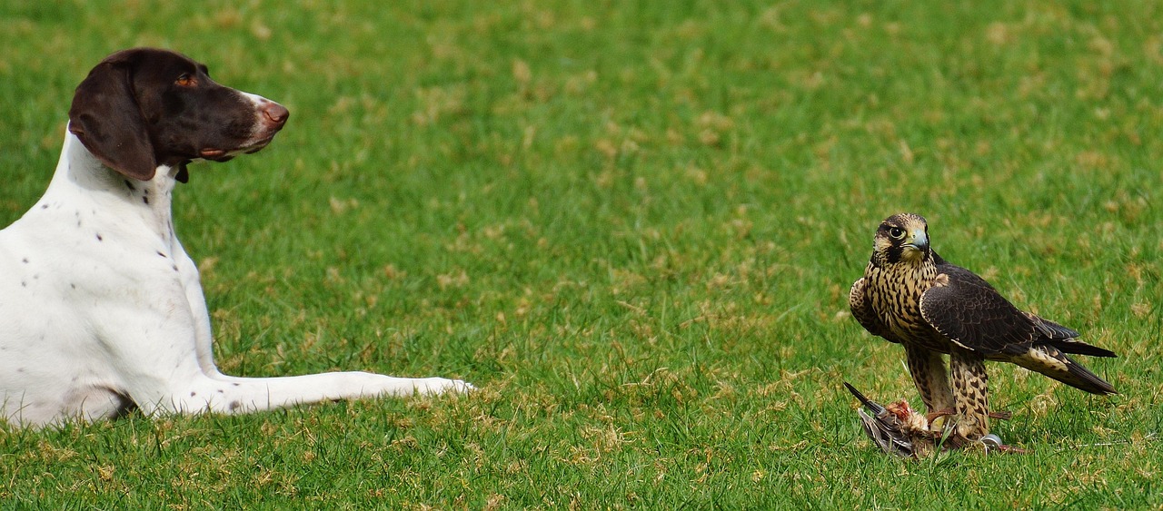 五月河北郵票市場(chǎng)動(dòng)態(tài)解析,郵票貨幣資訊聚焦點(diǎn)